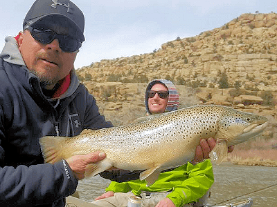 Look at the girth on this massive brown trout caught on the San Juan River, NM.