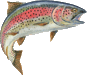rainbow trout