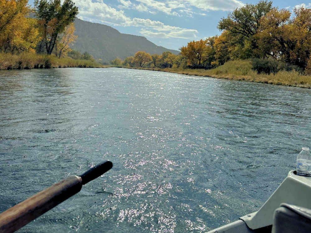 Client releasing large rainbow trout.