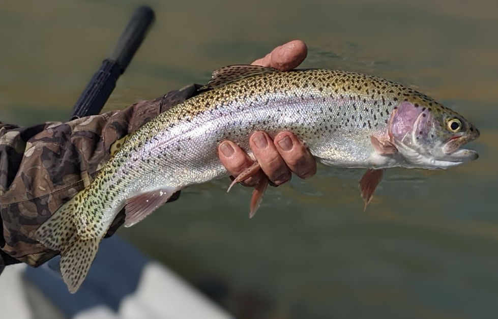 Big San Juan River fish.