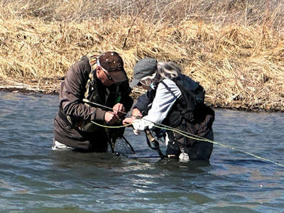 Dehooking a trout for release.