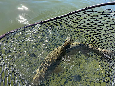 Dehooking a trout for release.