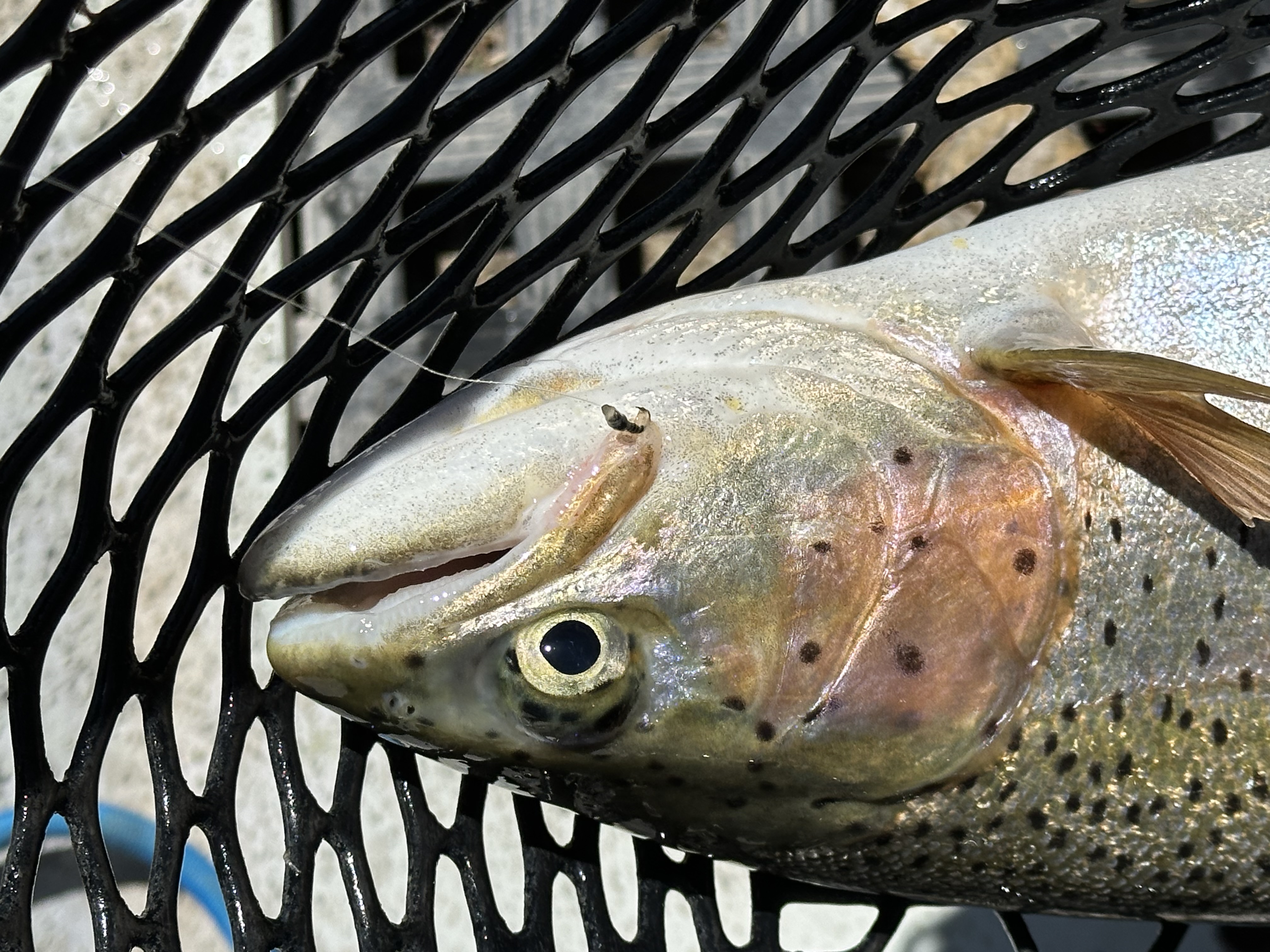 Brown trout