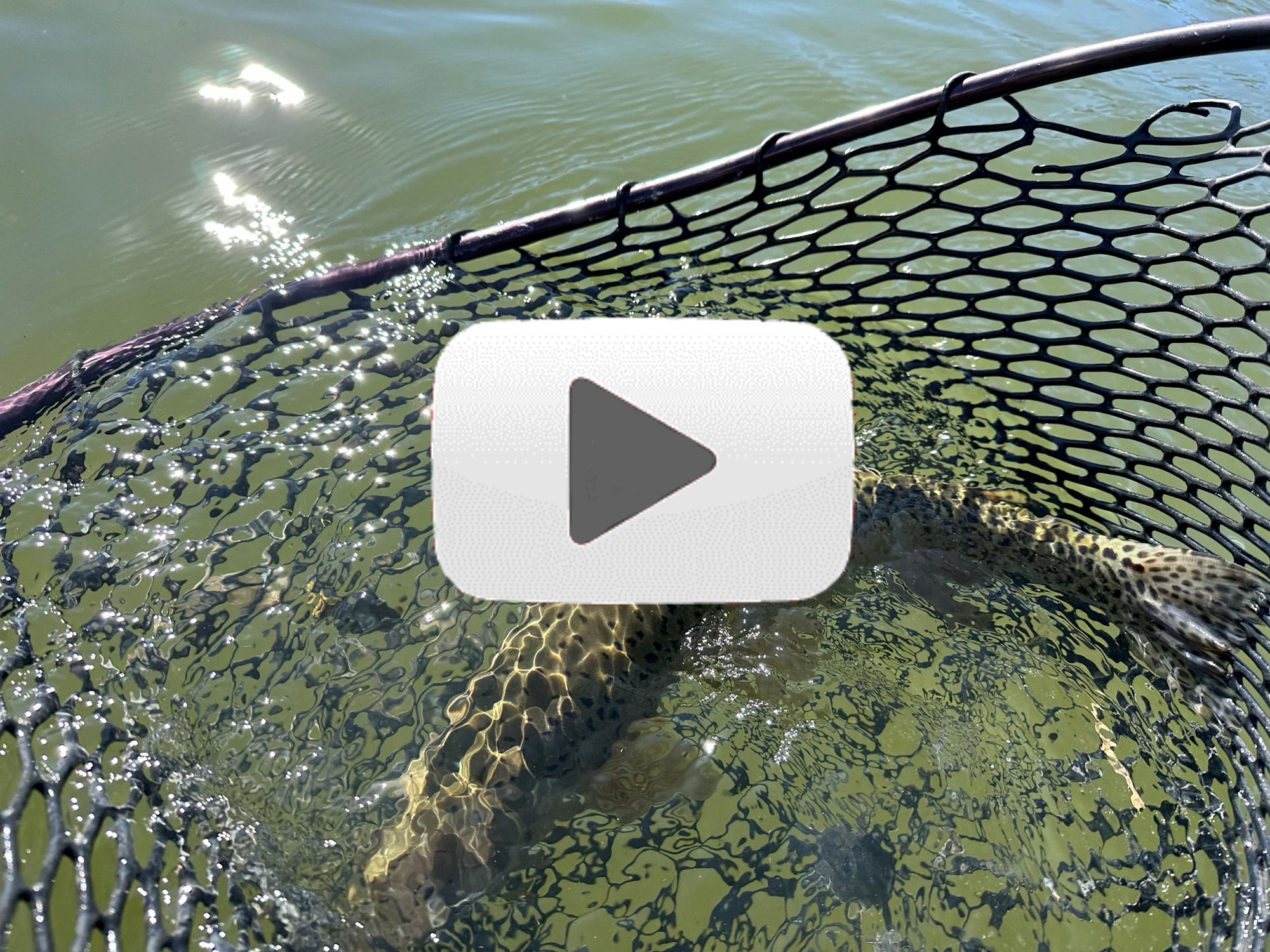 releasing