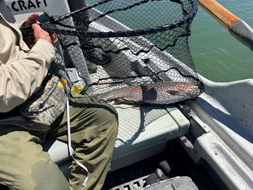 Big San Juan River fish.