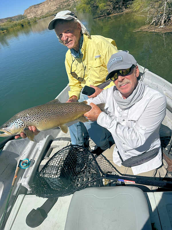 Brown Trout
