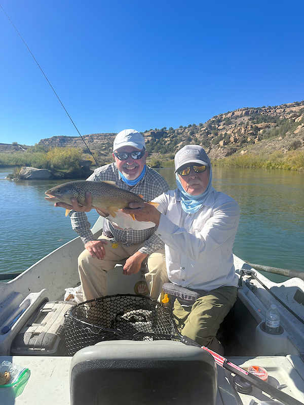 San Juan River big brown trout