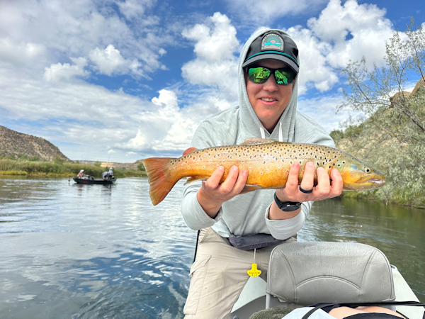 Brown Trout