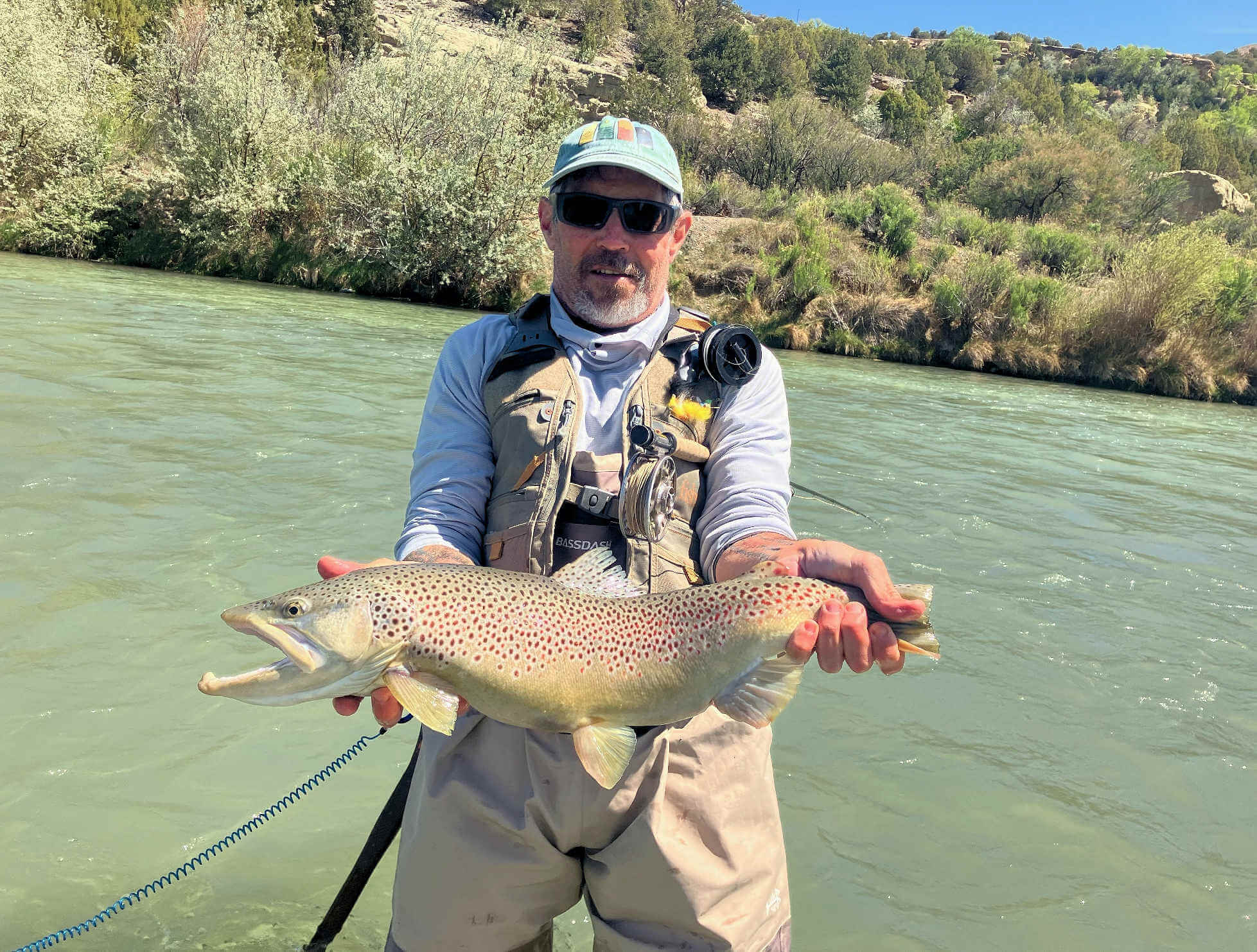 Big San Juan River brown trout.