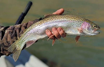 Beautiful San Juan River Rainbow